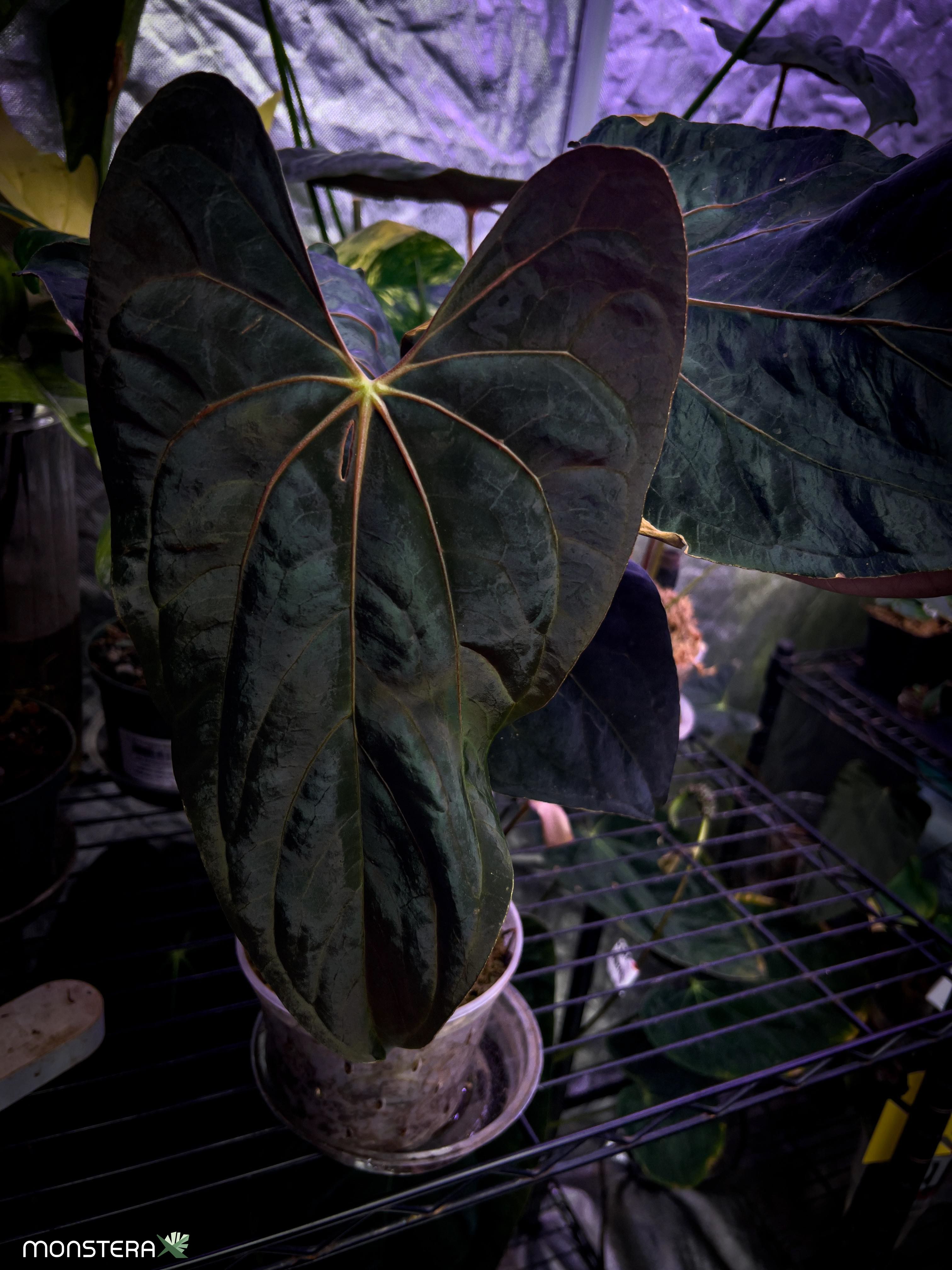 Introducing Anthurium papillilaminum and It's Varieties | MonsteraX