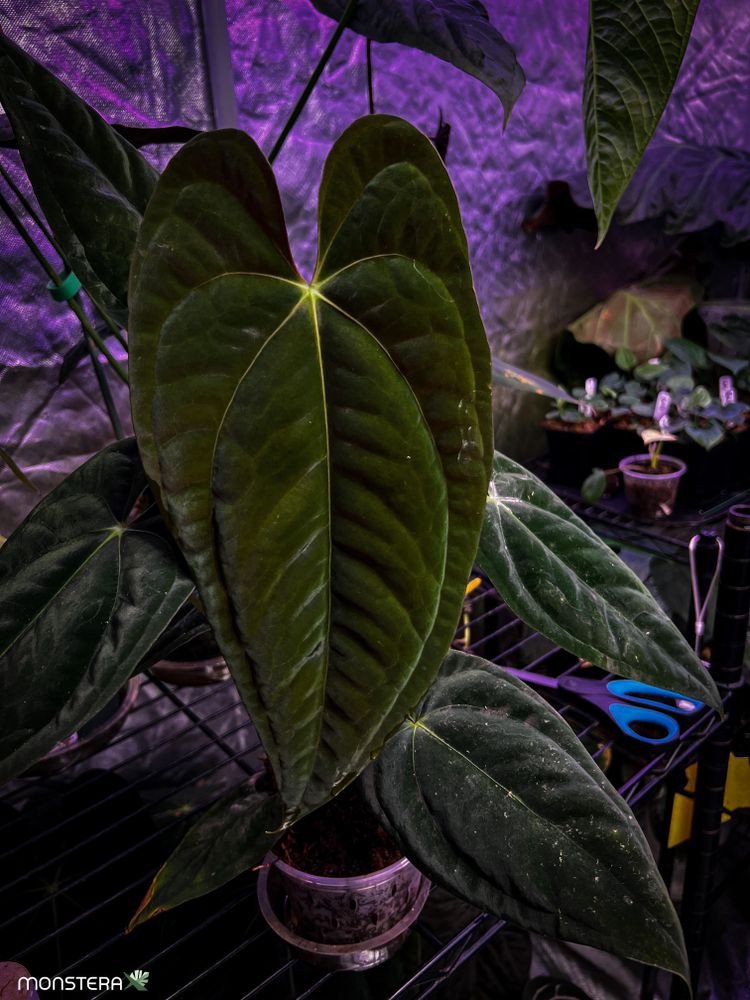 Introducing Anthurium papillilaminum and It's Varieties | MonsteraX