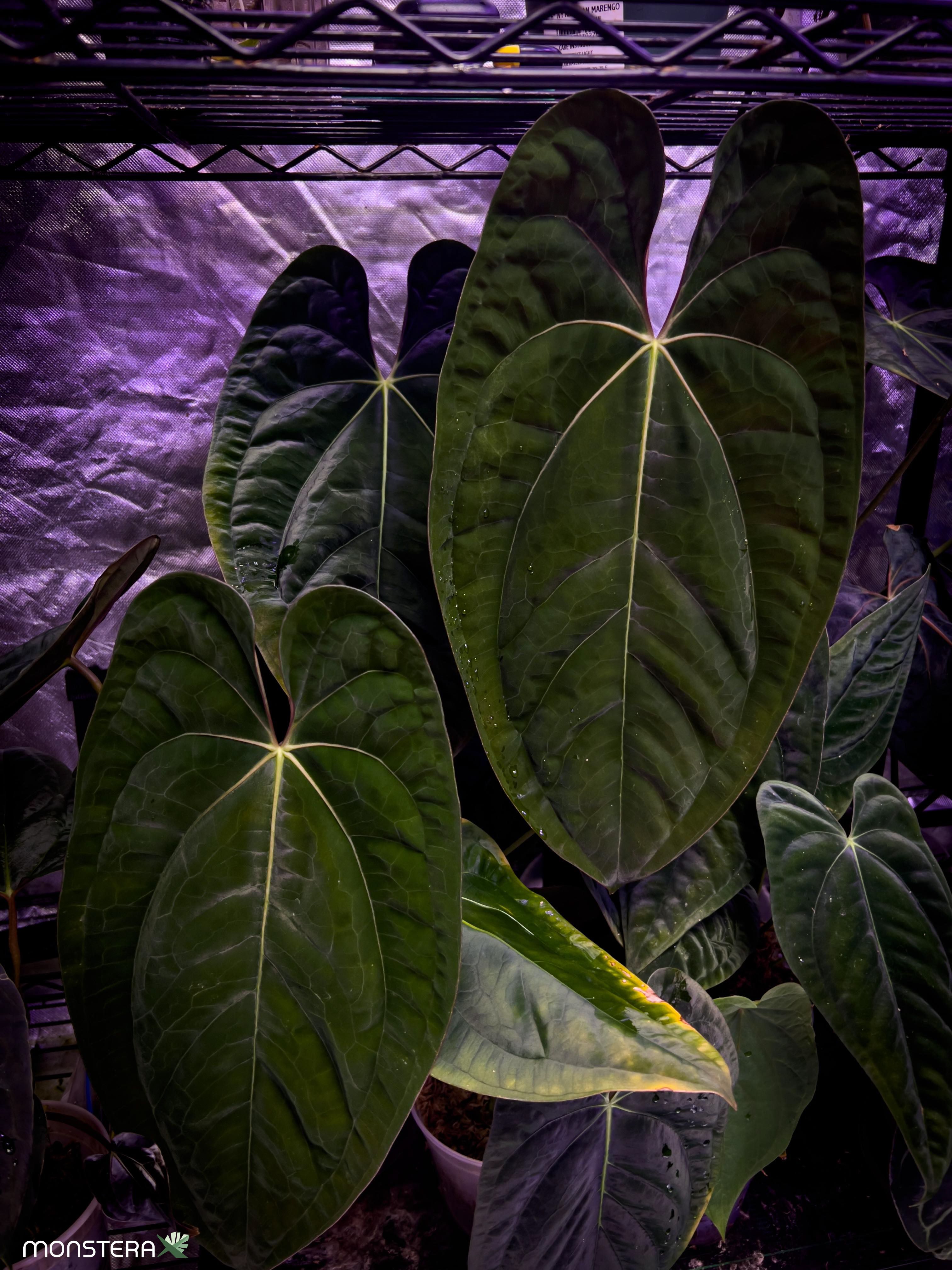 Introducing Anthurium papillilaminum and It's Varieties | MonsteraX