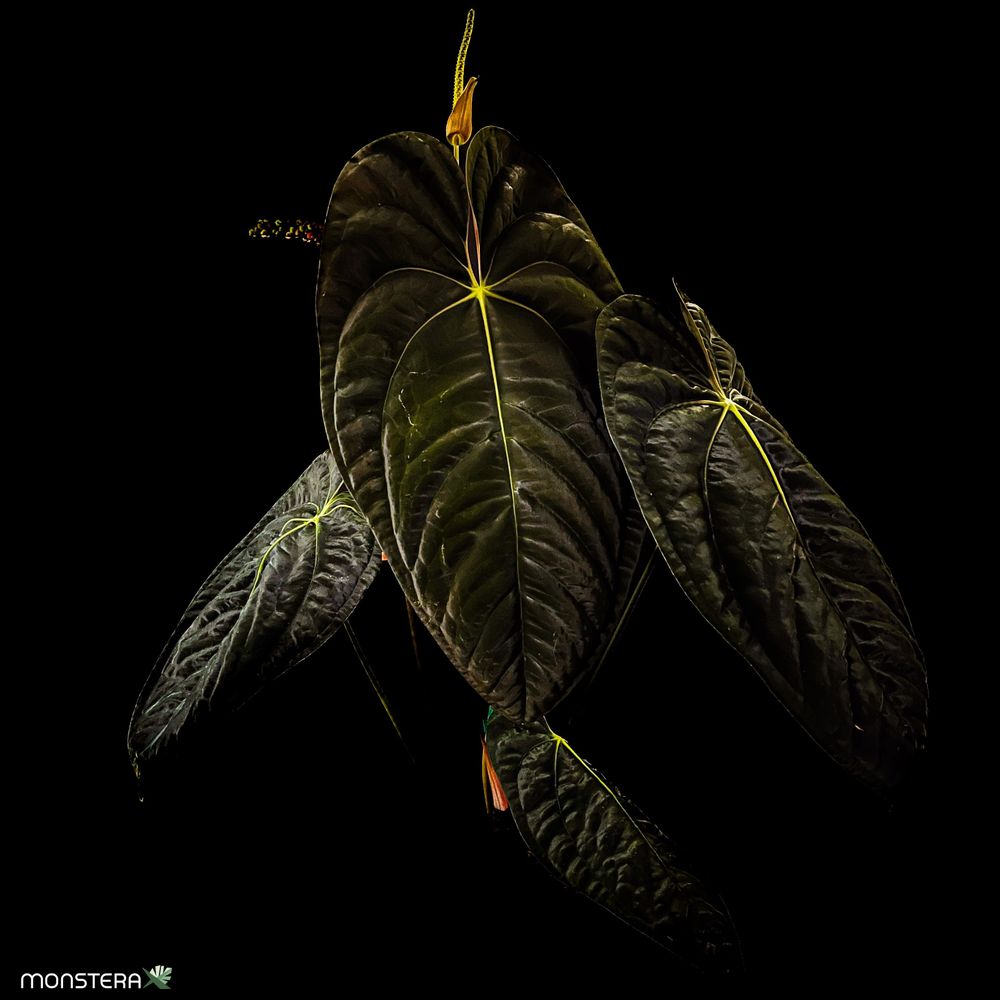 Introducing Anthurium papillilaminum and It's Varieties