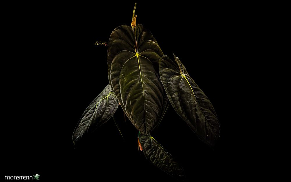 Plant Notes: Gothic Exotica | MonsteraX