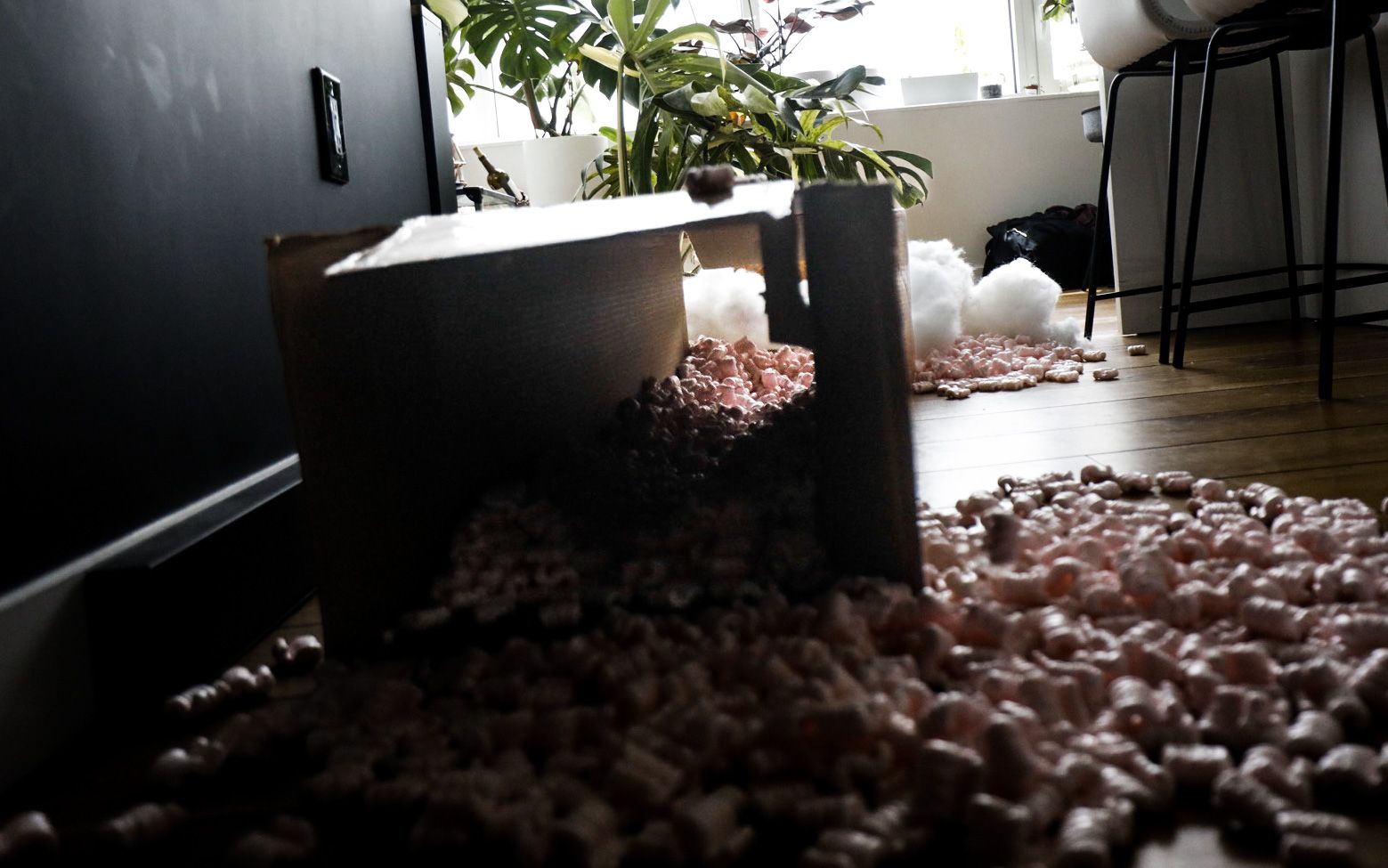 Did Etsy Ban Plant Selling? Here's What We Know MonsteraX