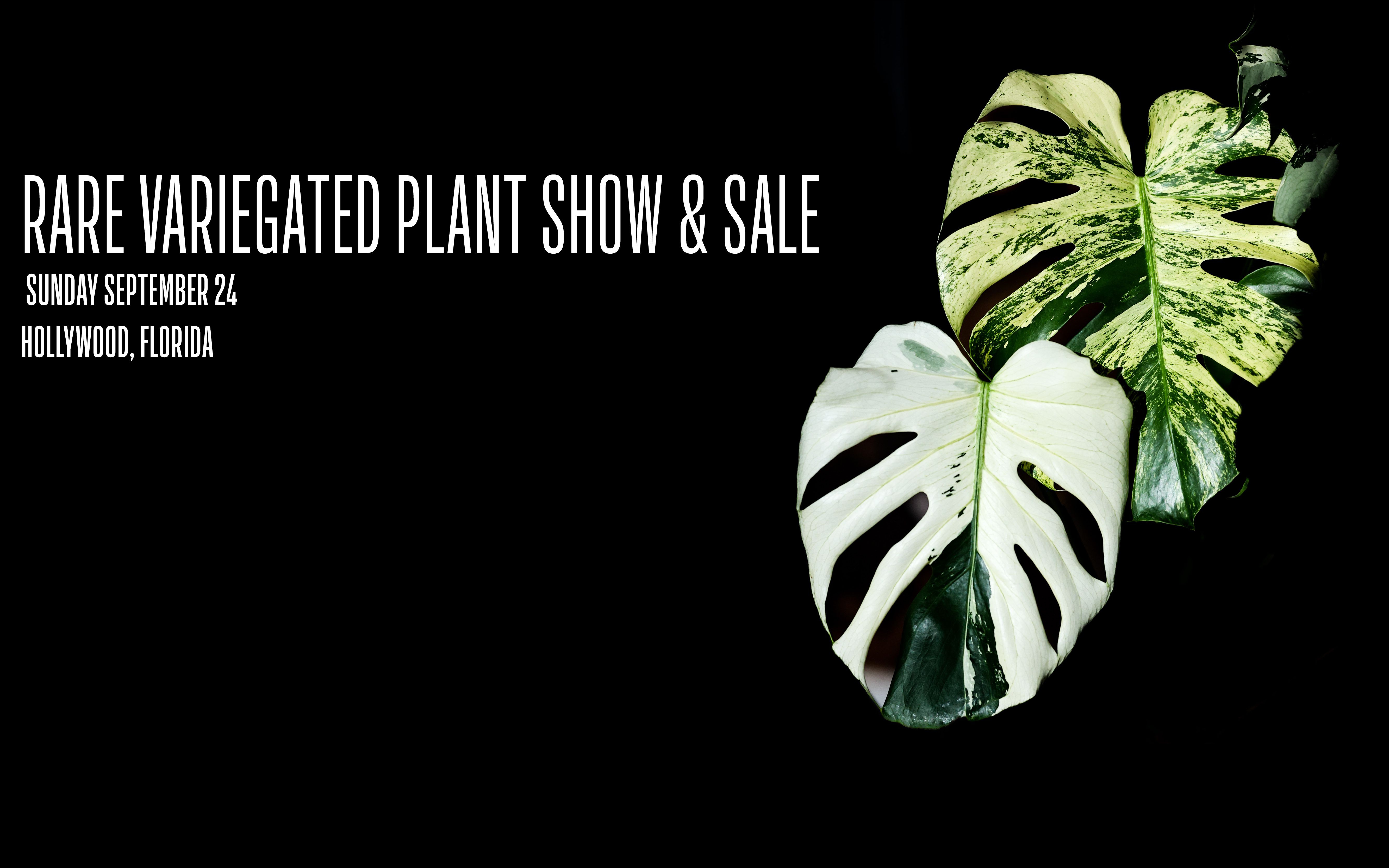 Rare Variegated Plant Show & Sale Info MonsteraX