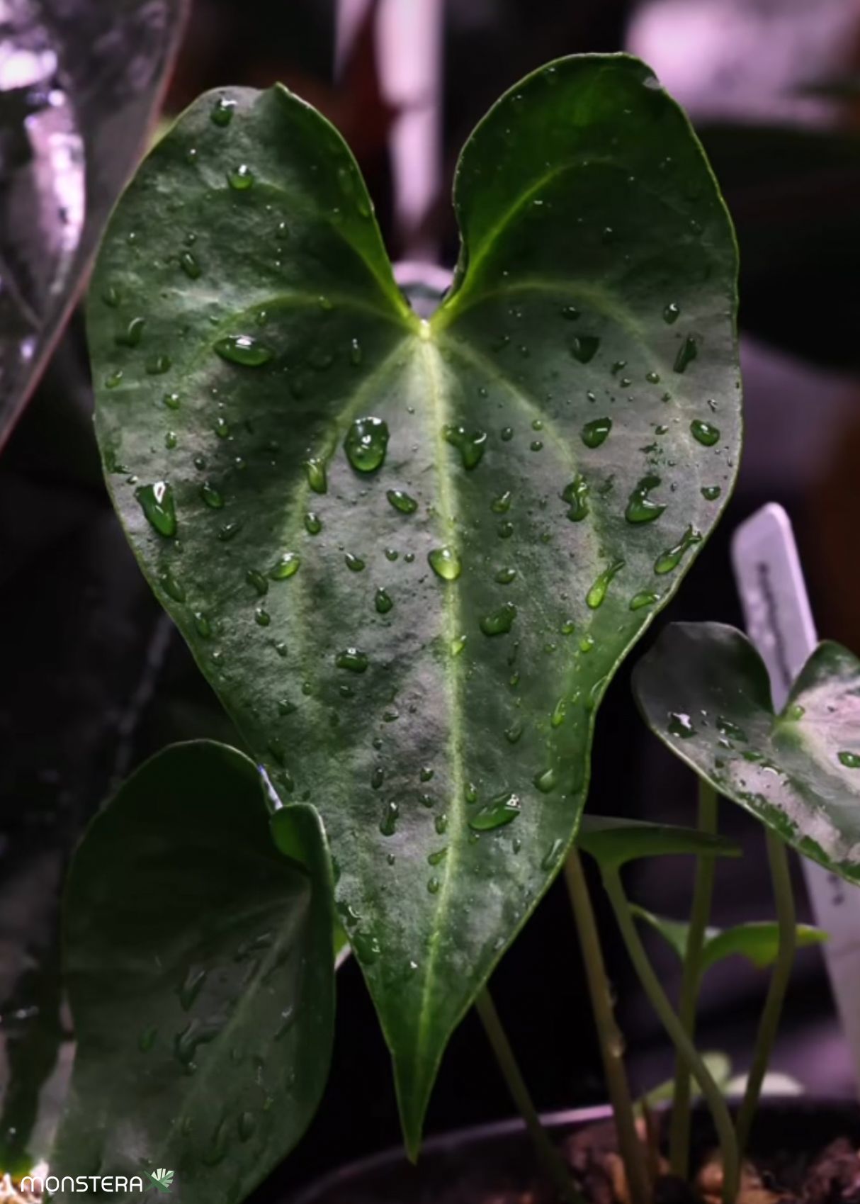 100 Words: Anthurium leuconeurum 'Chiapan form' | MonsteraX