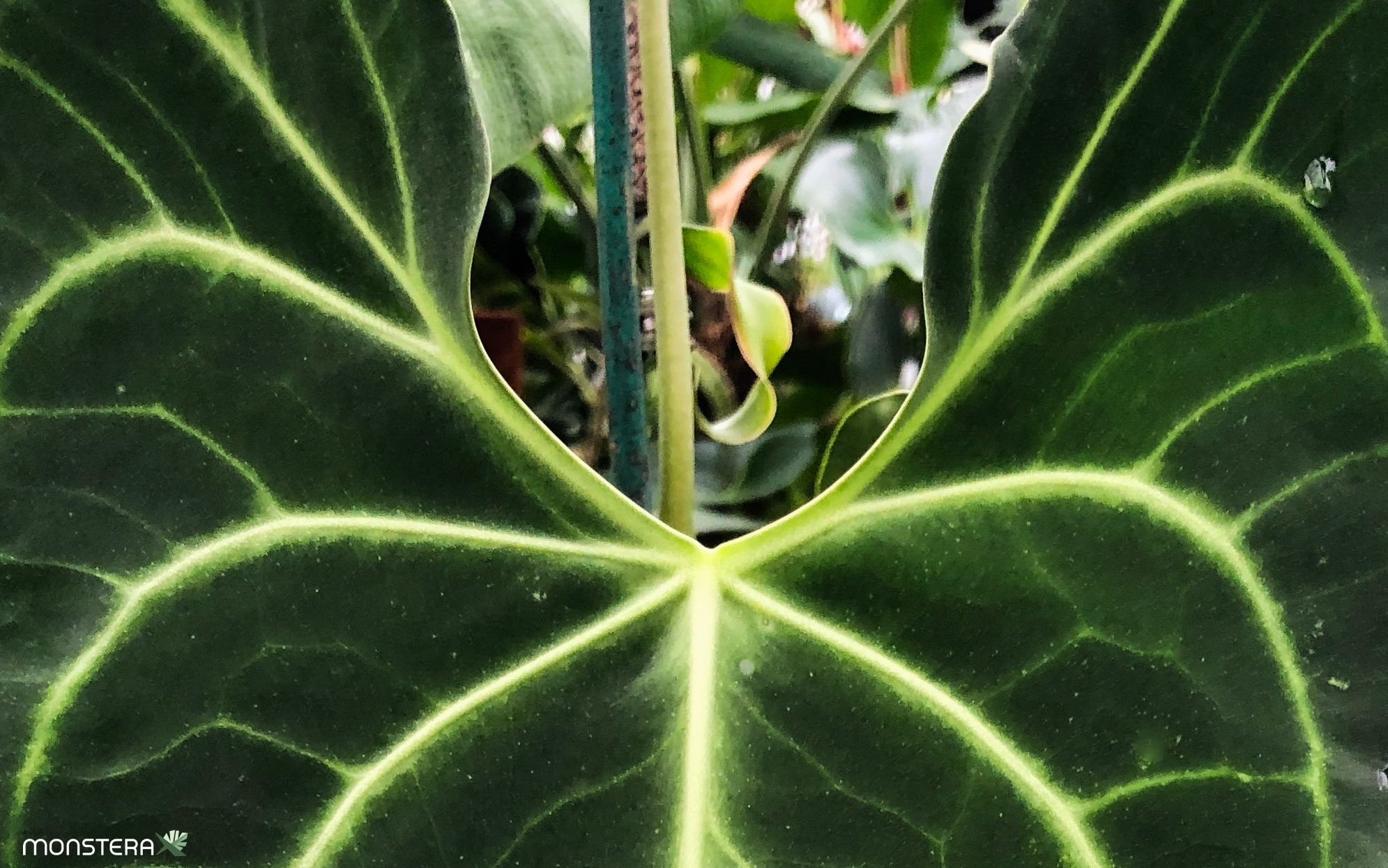 100 Words: Introducing Monstera White Lava | MonsteraX