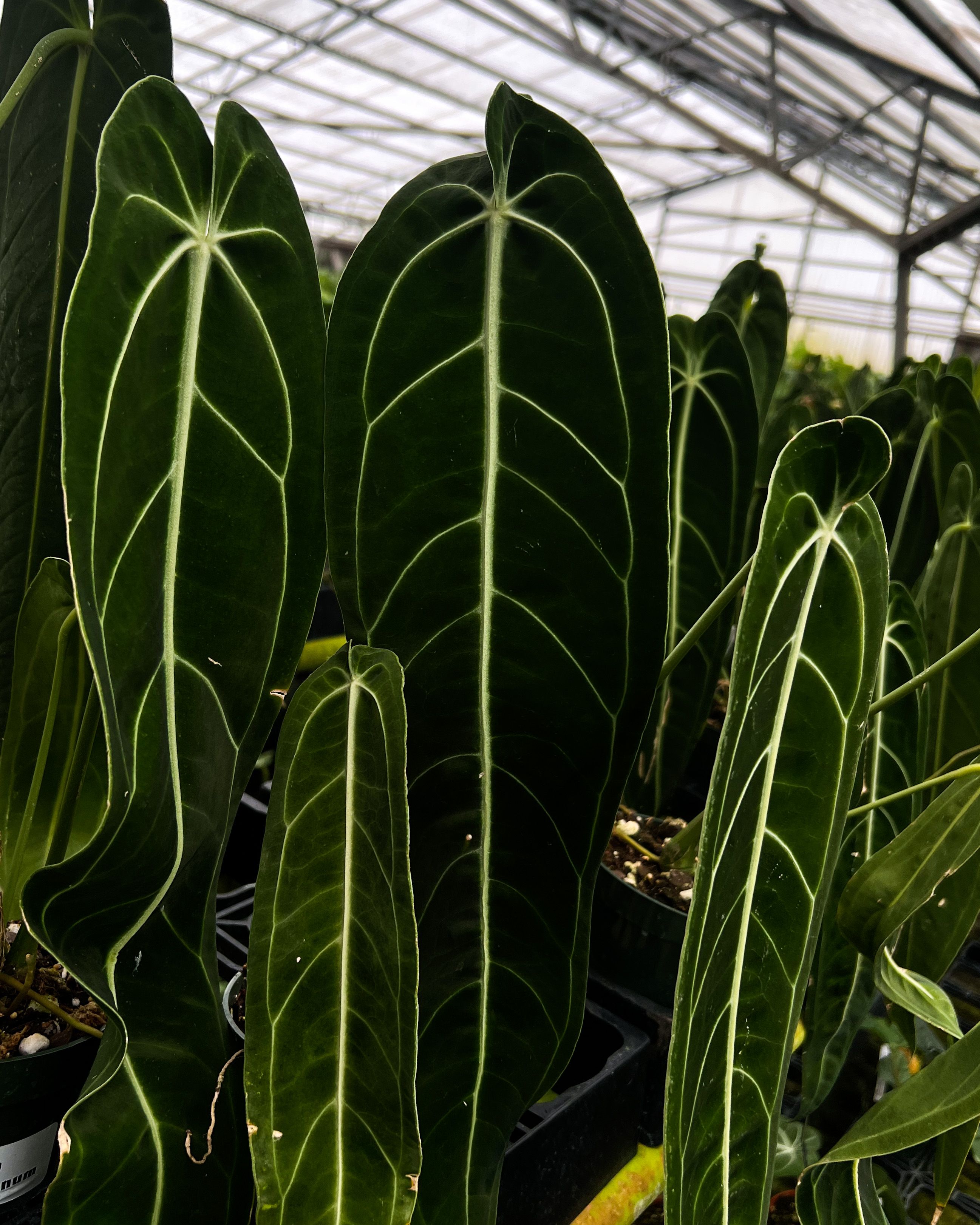 What Your Favorite Anthurium Says About You! | MonsteraX