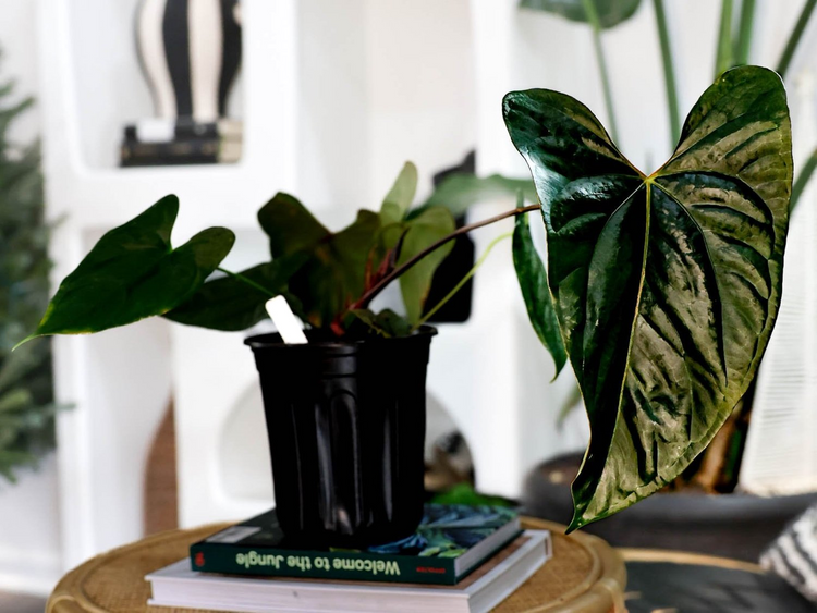 その他 1980s Taro & Anthurium Tropical Carving Anthurium—An Hawaiian Star | Jane Godshalk