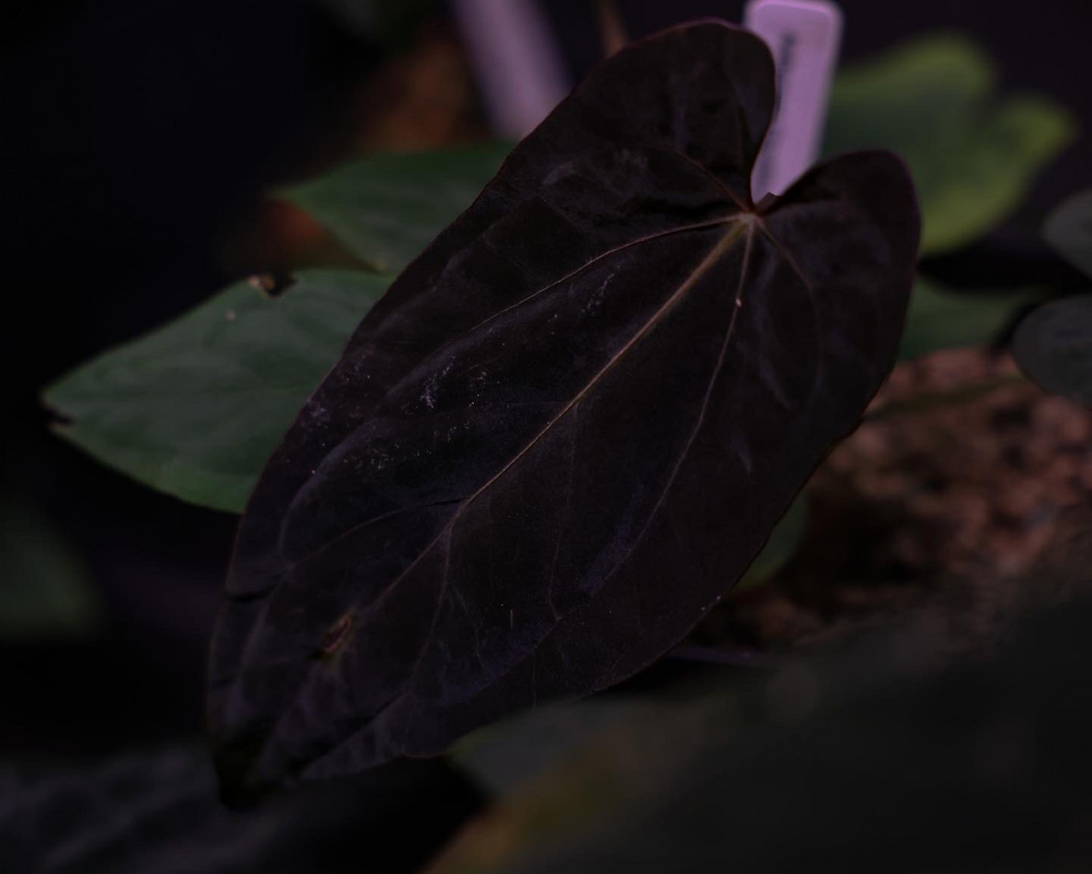 Anthurium Black Magic 'B' | MonsteraX Anthurium Black Magic 'B' | MonsteraX