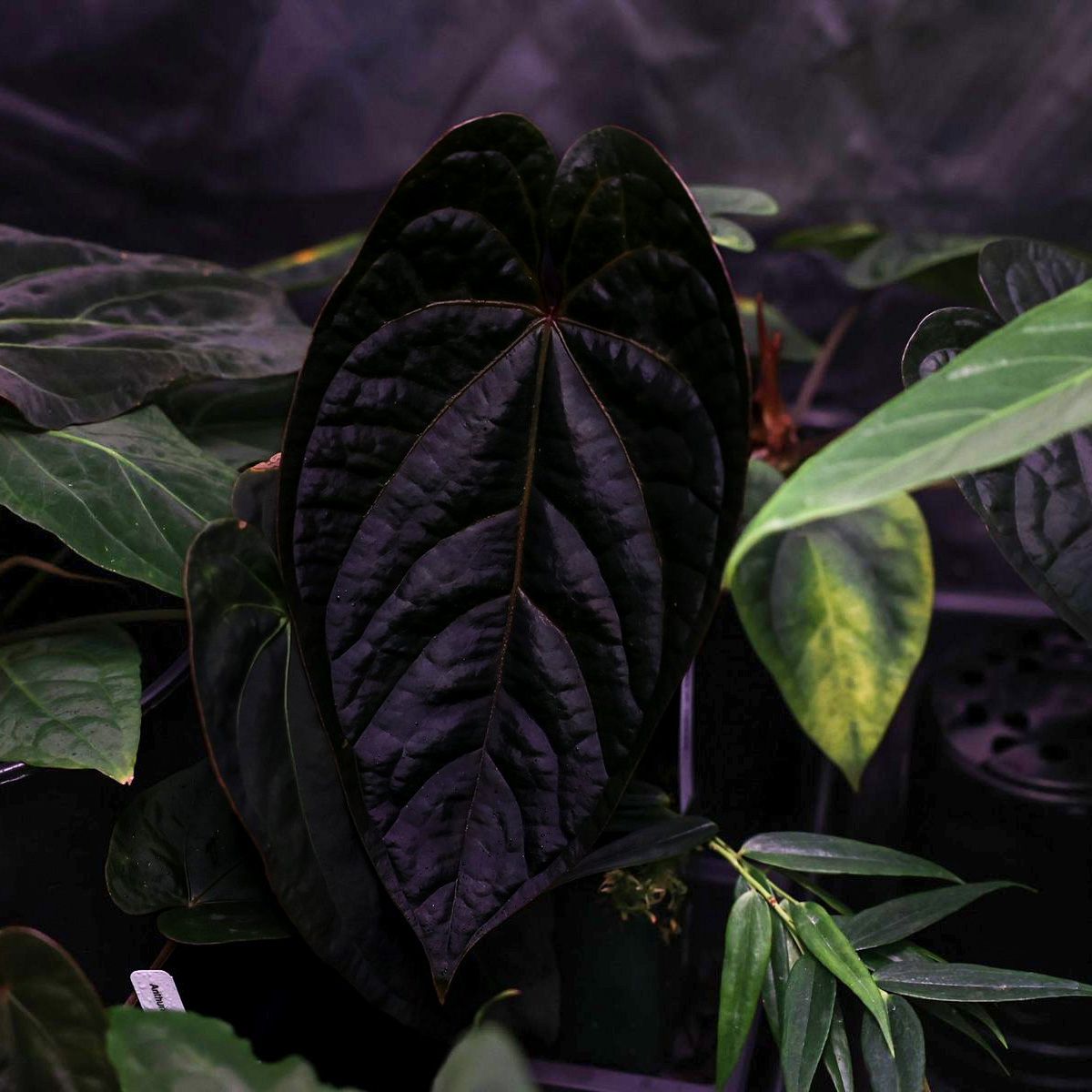 MonsteraX World S Plant Marketplace Official Home For Rare Variegated Plant Enthusiasts