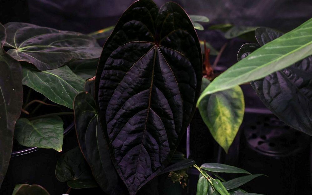 Anthurium Black Magic 'B' | MonsteraX