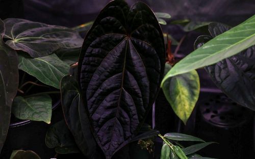 MonsteraX Marketplace | Anthurium forgetii x ace of spades MonsteraX Marketplace | Anthurium forgetii x ace of spades
