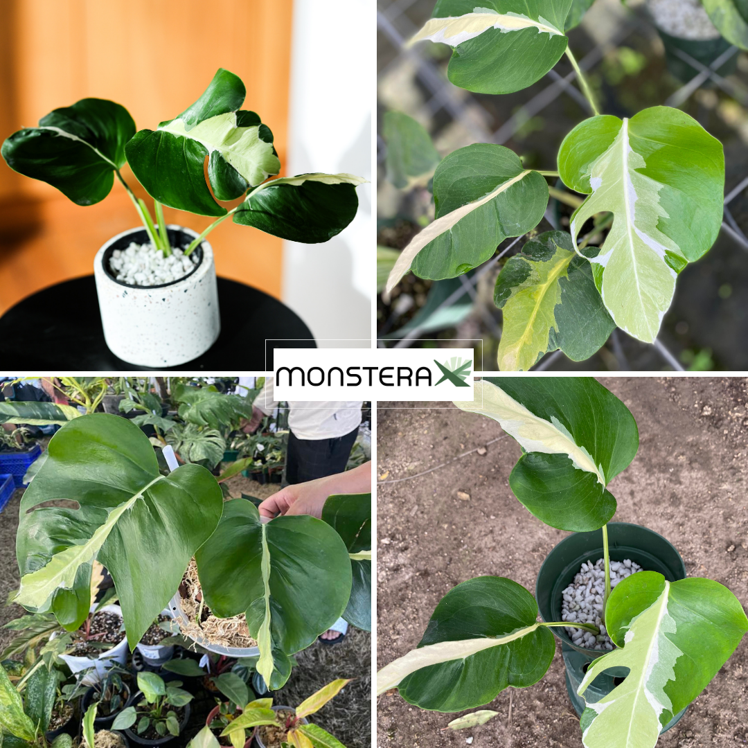 モンステラ ホワイト ラバ 100 Words: Introducing Monstera White Lava | MonsteraX