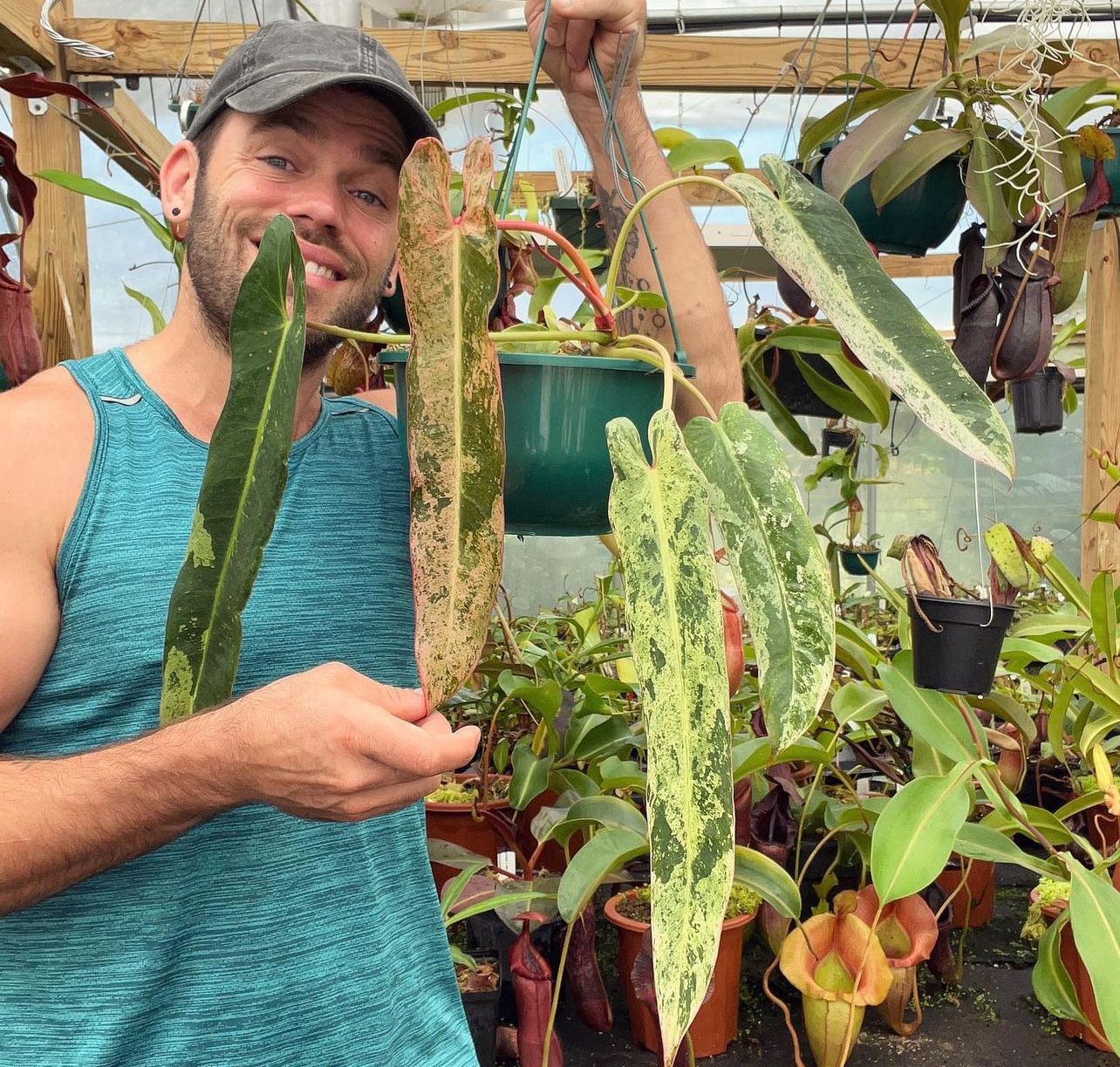 monsterax-variegated-philodendron-spiritus-sancti