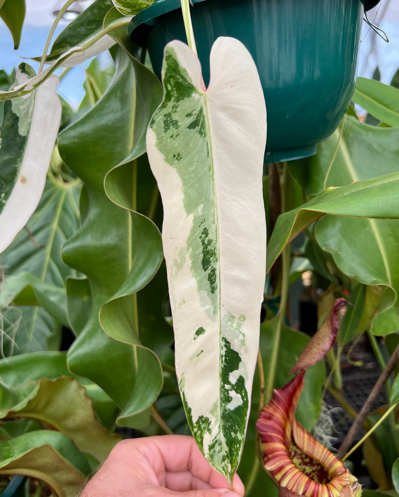 Variegated Philodendron spiritus sancti: the $25,000 Plant | MonsteraX