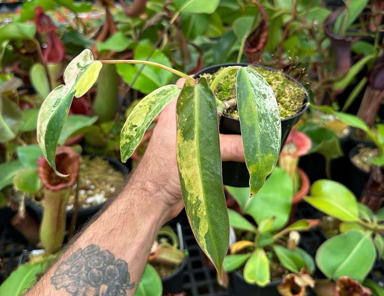 monsterax-variegated-philodendron-spiritus-sancti