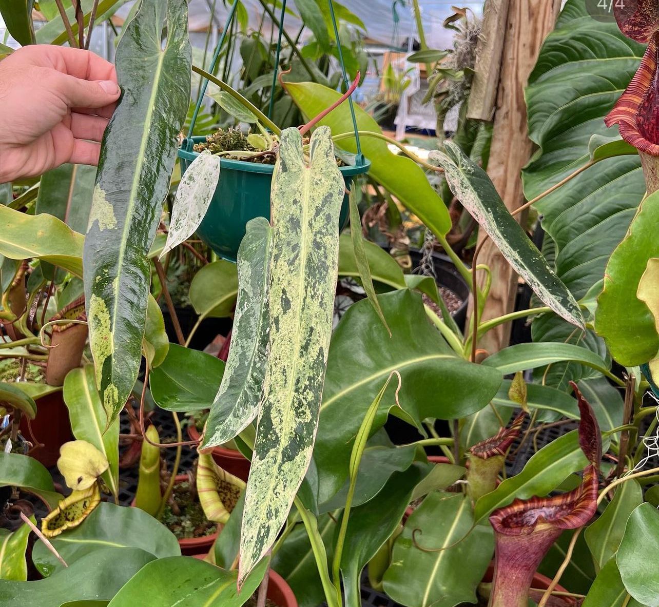 monsterax-variegated-philodendron-spiritus-sancti