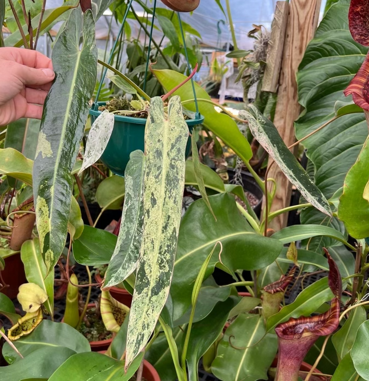 philodendron white princess yellow leaves Philodendron White princess starter plant **(ALL plants require you to  purchase ANY 2 plants!)** main image 0
