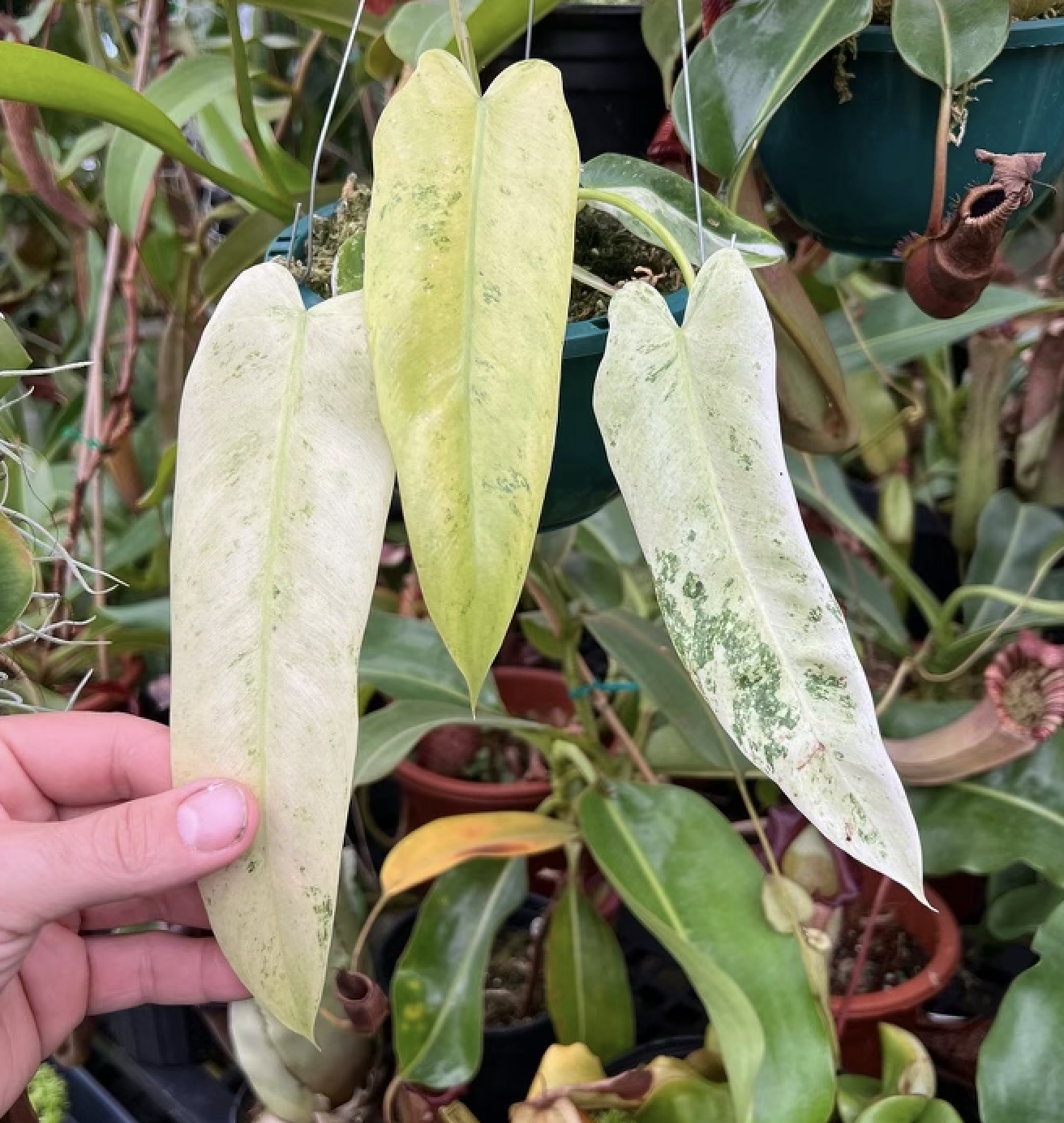 monsterax-variegated-philodendron-spiritus-sancti