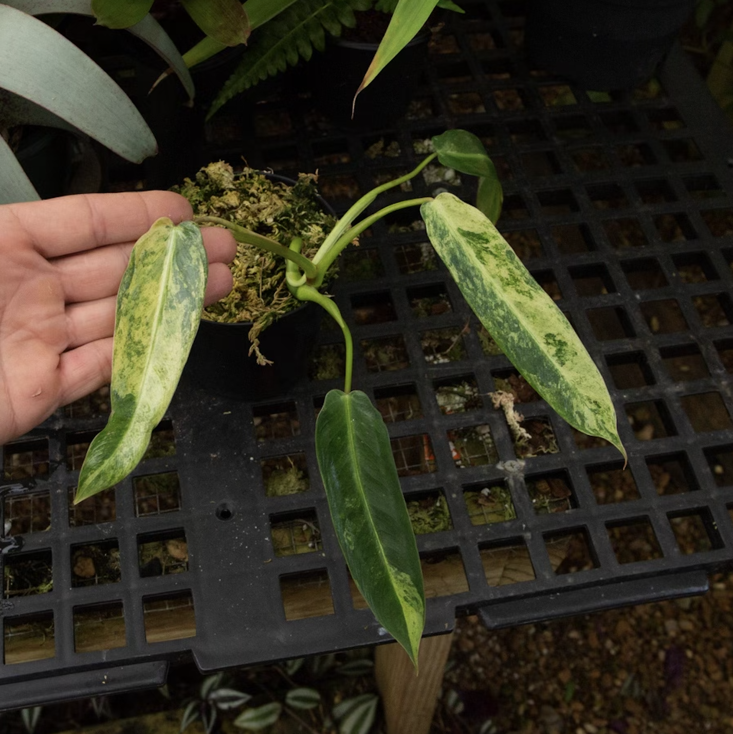 monsterax-variegated-philodendron-spiritus-sancti