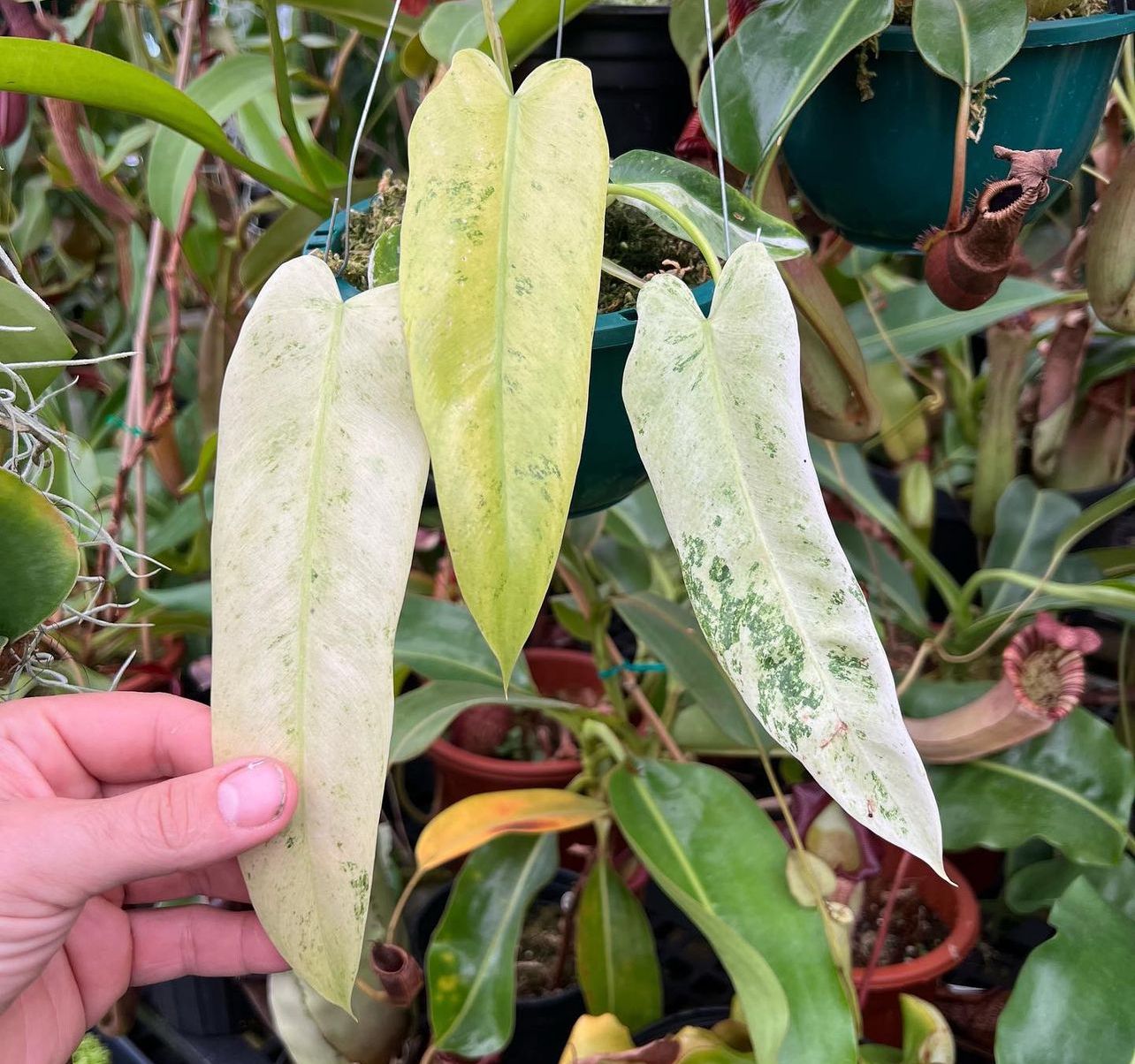 monsterax-variegated-philodendron-spiritus-sancti
