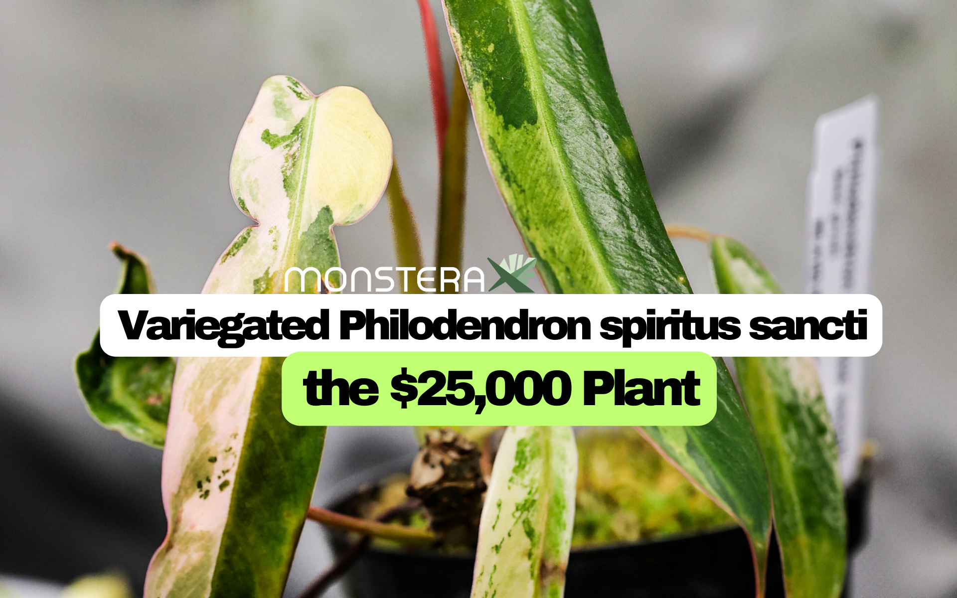 https://res.cloudinary.com/monsterax-com/image/upload/v1698763226/cover_varigated_philodendron_spiritus_scanti_a836a8a106.png