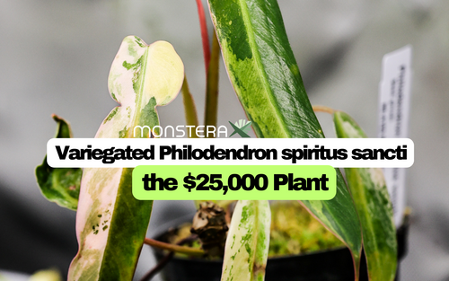 Variegated Philodendron spiritus sancti: the $25,000 Plant