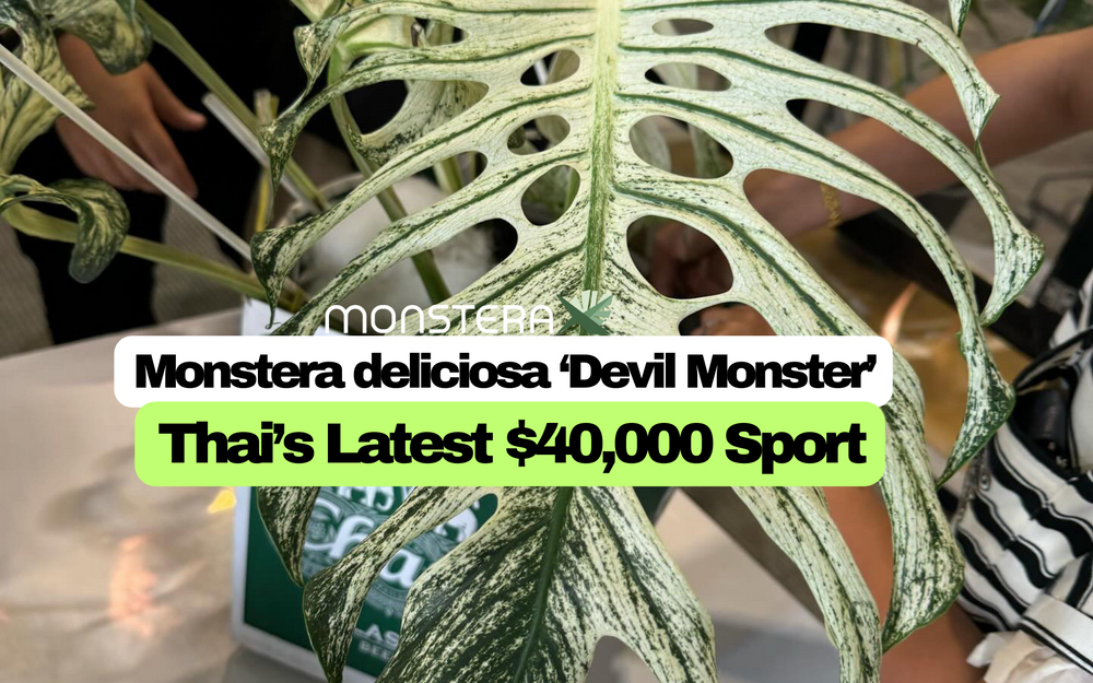 Monstera 'Devil Monster', Thailand's Latest $40,000 Sport | MonsteraX