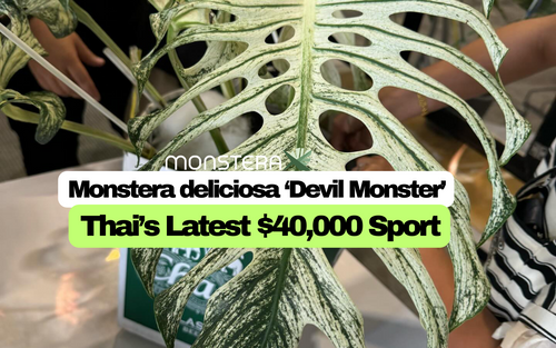 Monstera 'Devil Monster', Thailand's Latest $40,000 Sport