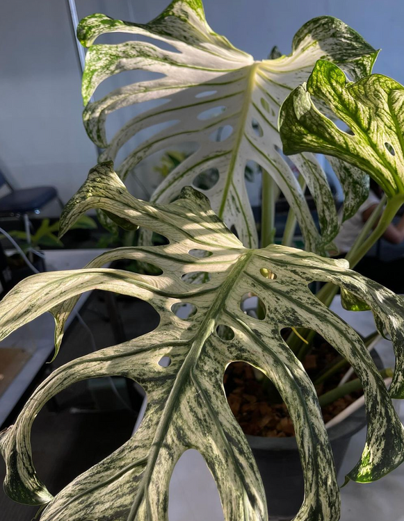 monstera luteynii Monstera obliqua “Loreto” – AABexotics main image 1