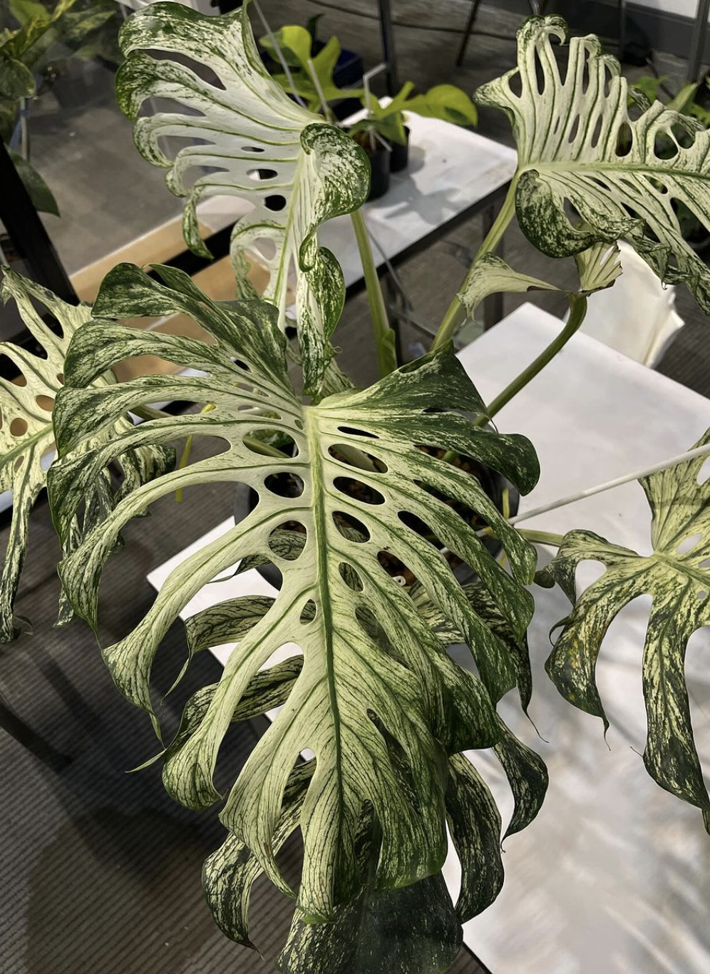 Monstera 'Devil Monster', Thailand's Latest $40,000 Sport | MonsteraX