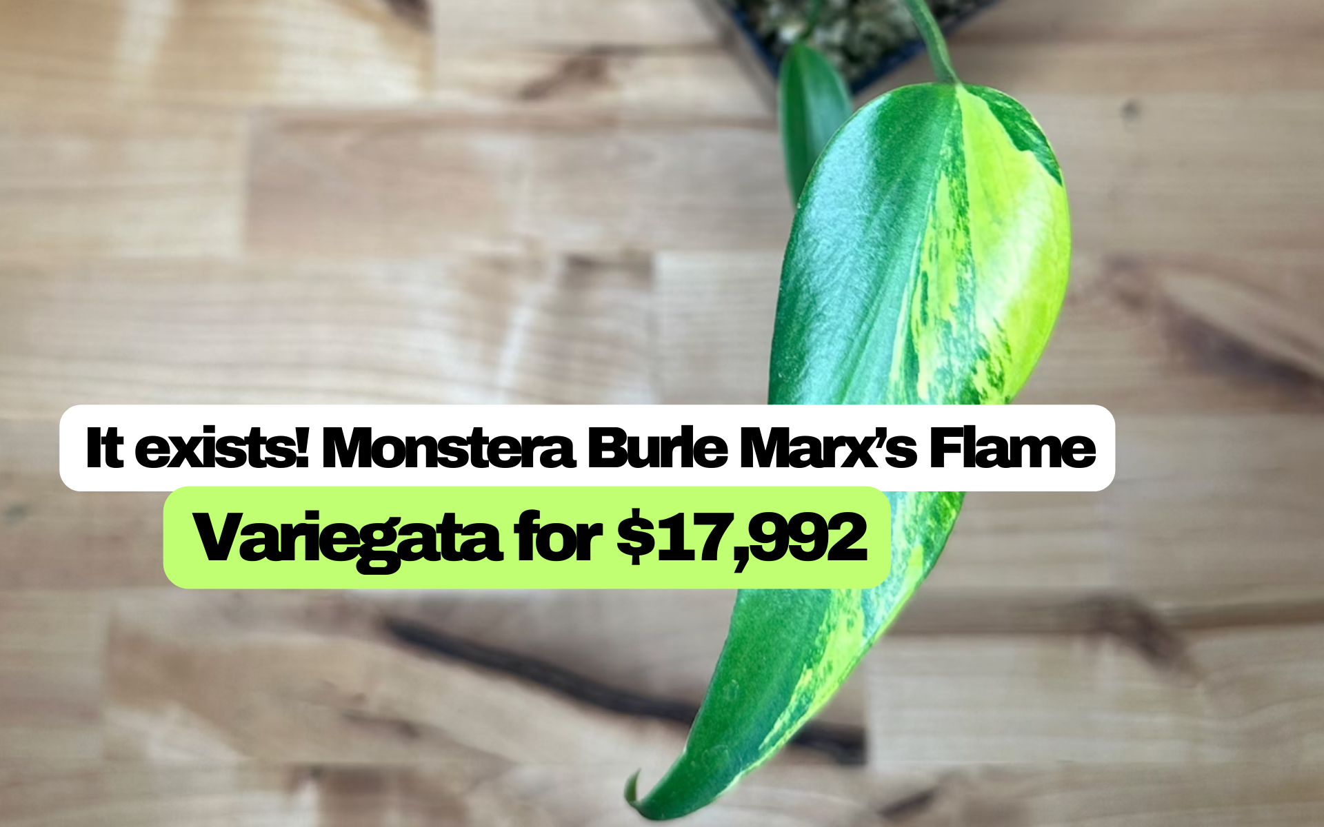 it-exists-monstera-burle-marx-s-flame-variegata-for-17-992-monsterax