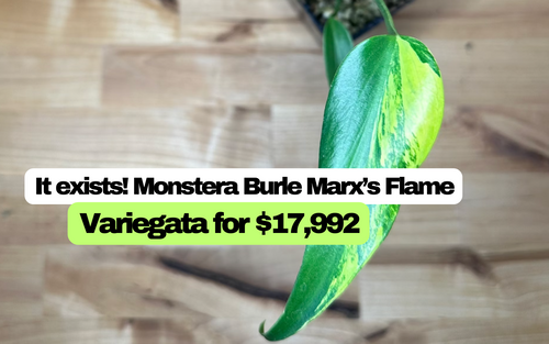 It Exists! Monstera Burle Marx's Flame Variegata for $17,992