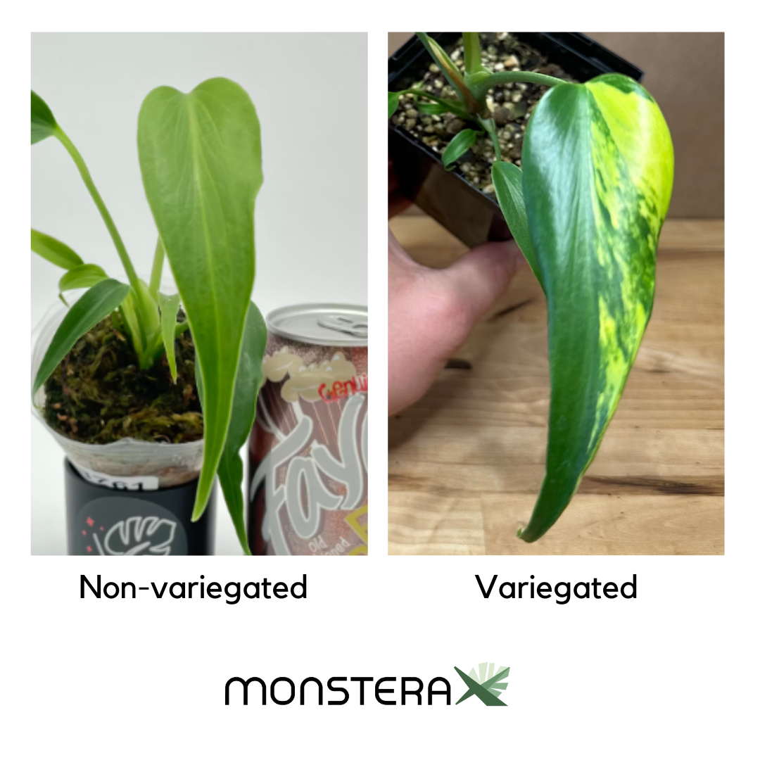 It Exists! Monstera Burle Marx's Flame Variegata for $17,992