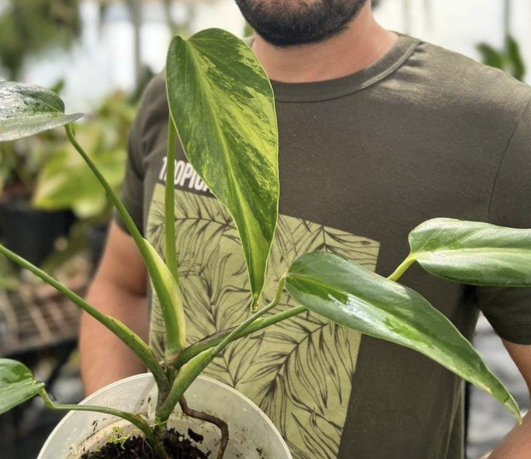 It Exists! Monstera Burle Marx's Flame Variegata for $17,992