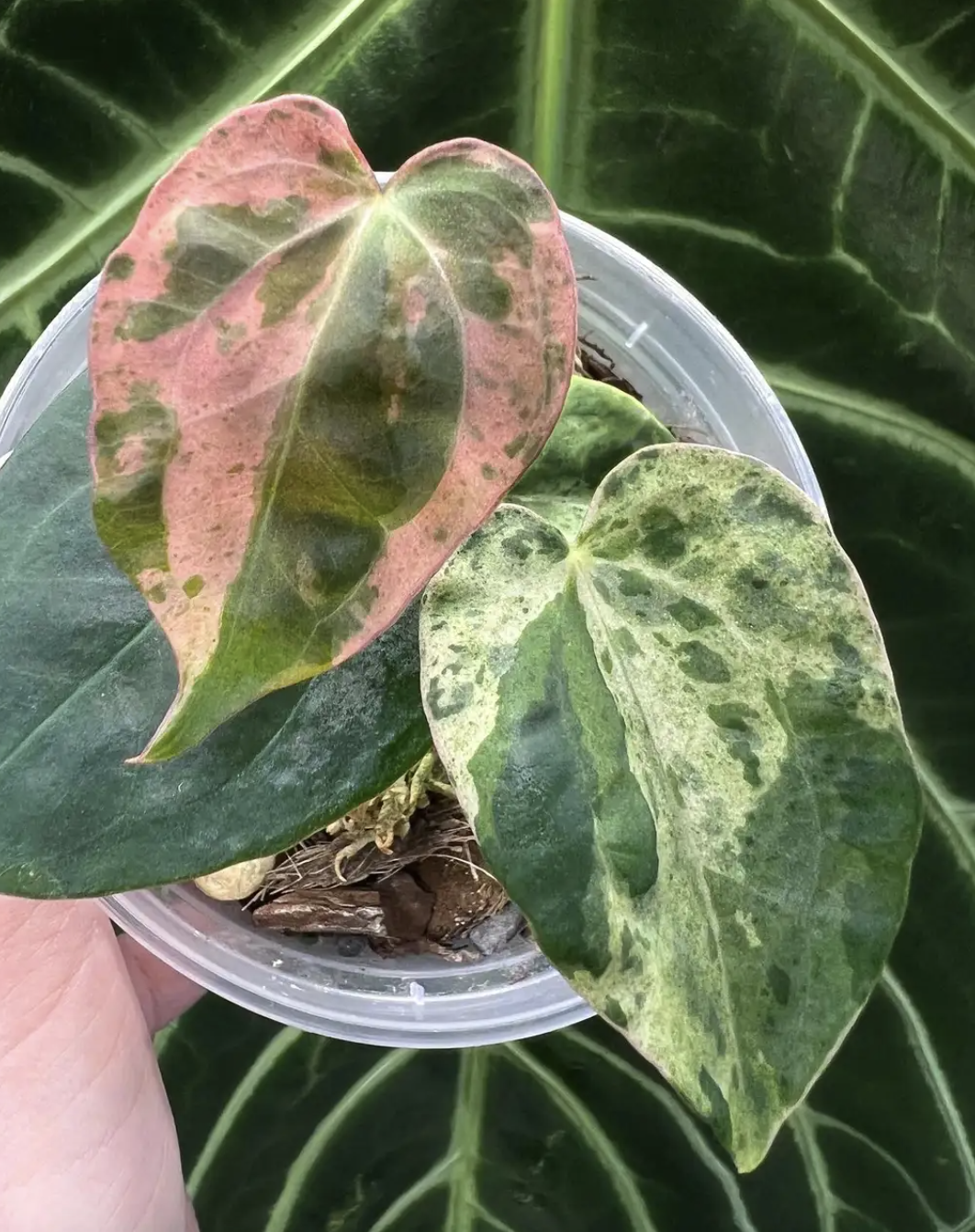 pelargonic acid herbicide Scythe Herbicide — Chemical Warehouse