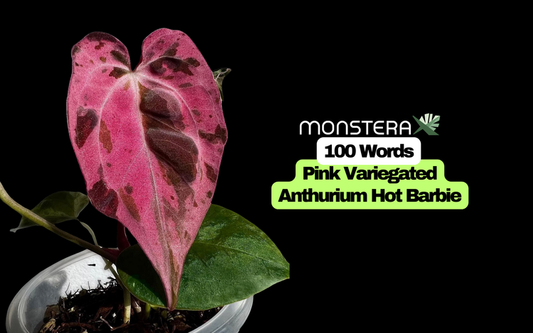 100 Words: Pink Variegated Anthurium Hot Barbie | MonsteraX