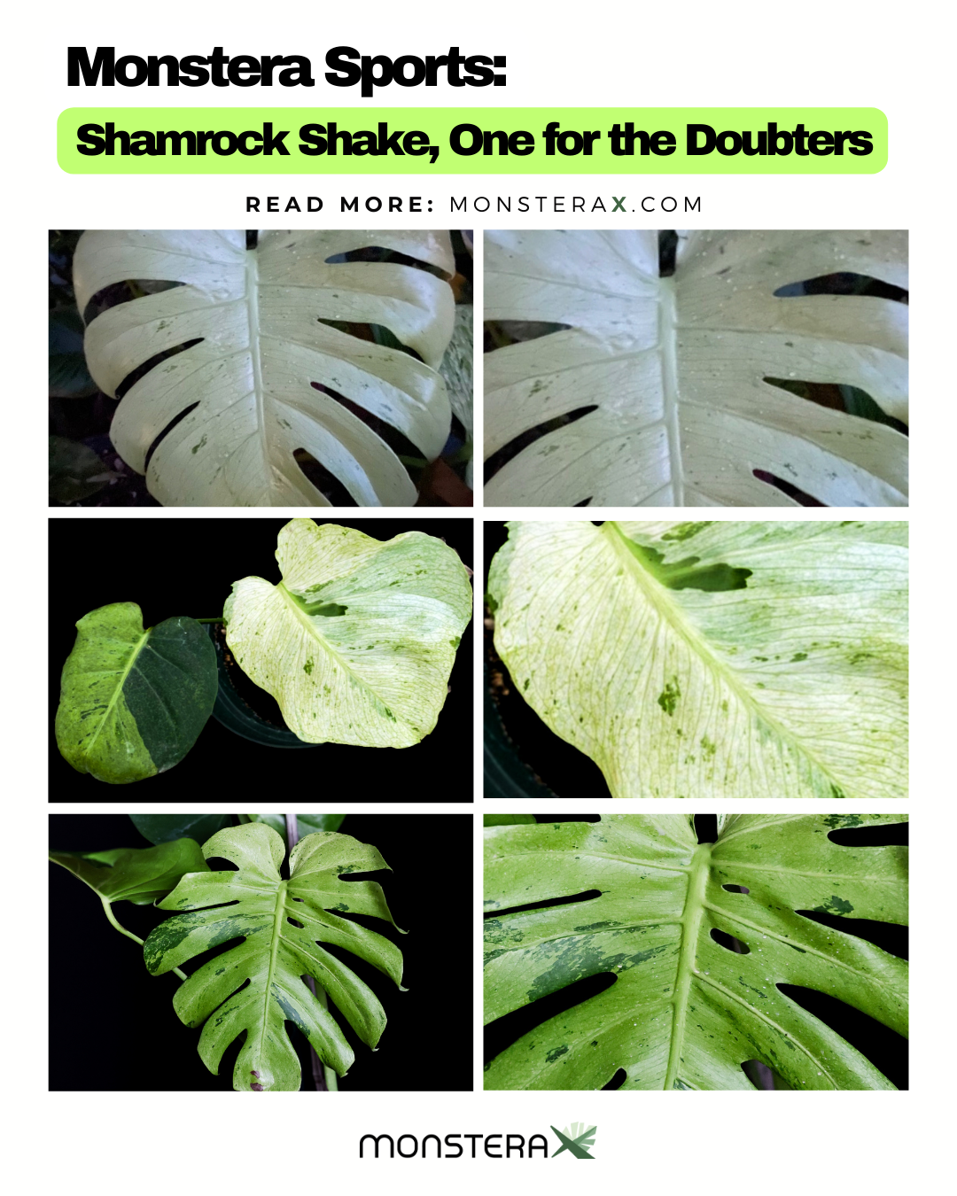 white veins philodendron Philodendron 'White Veins' – Tropical Corner main image 1