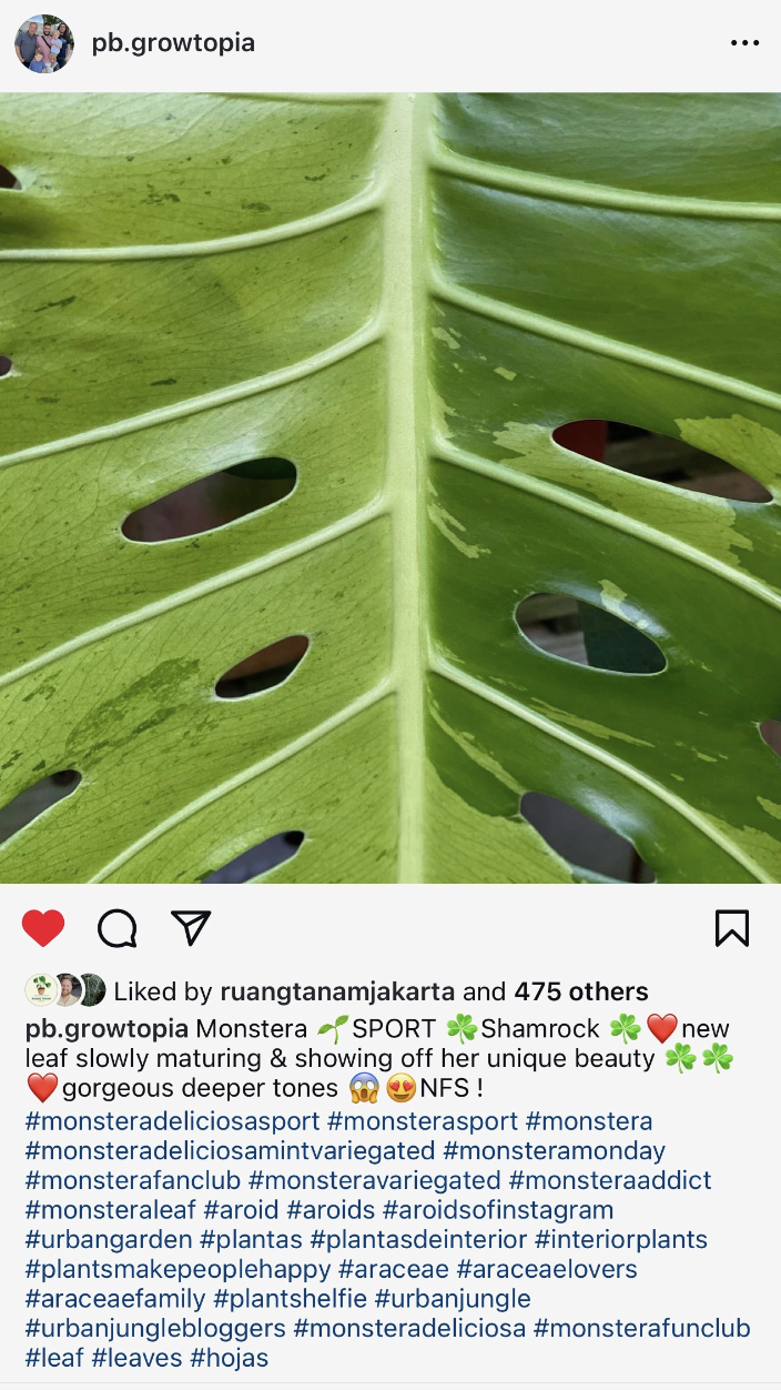 Monstera Sports: Shamrock Shake, One for the Doubters | MonsteraX