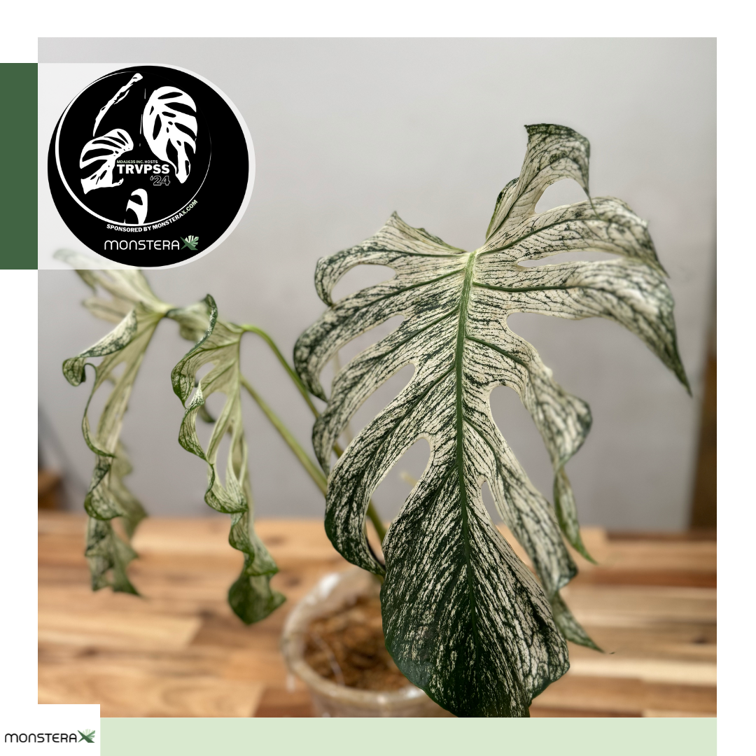 Monstera 'Devil Monster' is 39,000 Reasons to be at TRVPSS on Sept 19 |  MonsteraX