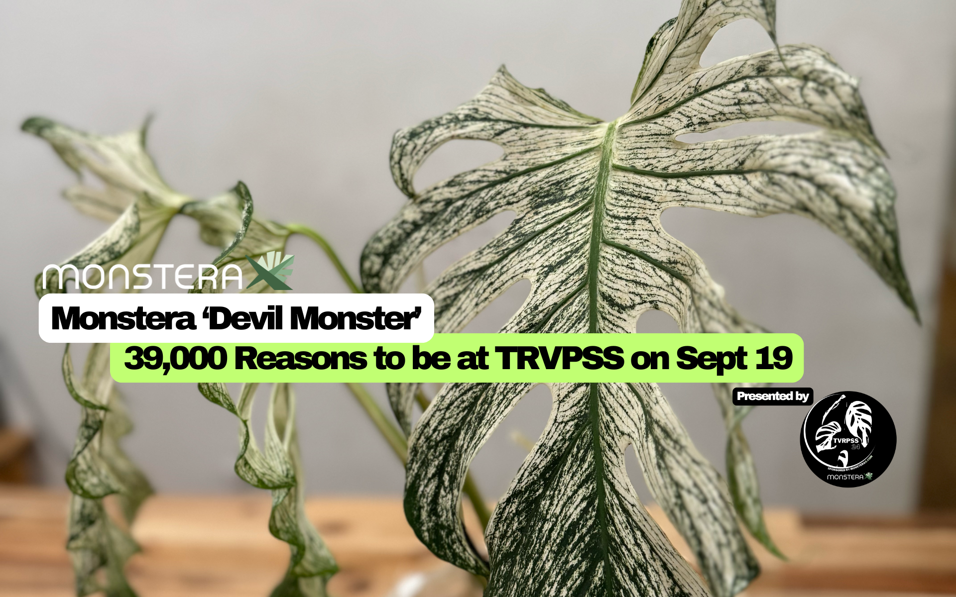The Anthurium Doctor, Doc Block | MonsteraX The Anthurium Doctor, Doc Block | MonsteraX