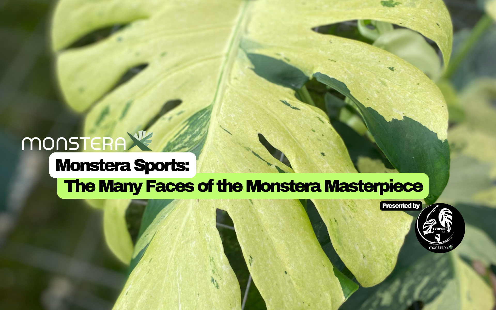 Monstera Sports: The Many Faces of the Monstera Masterpiece