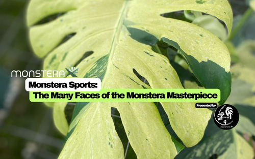 Monstera Sports: The Many Faces of the Monstera Masterpiece