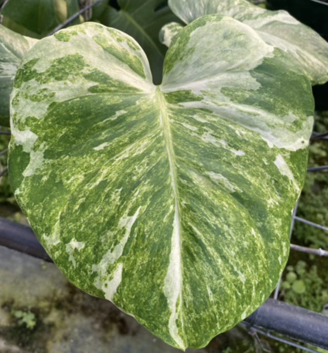philodendron silver sword ableger Philodendron Silver Sword Variegated 3  Rare Foliage Plant Co