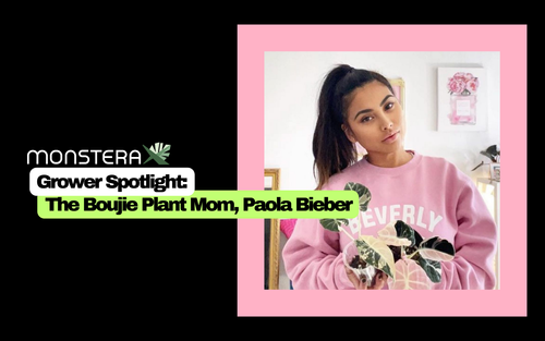 Grower Spotlight: The Boujie Plant Mom, Paola Bieber