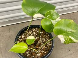 pothos neon plant Neon Pothos Plant in 6 in. Grower Pot main image 0