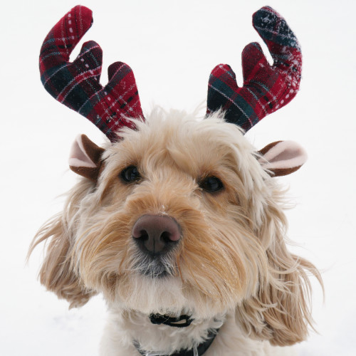 Rosewood Tartan Christmas Reindeer Antlers for Dogs