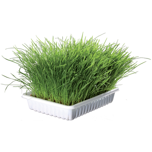 Trixie Grow Your Own Cat Grass