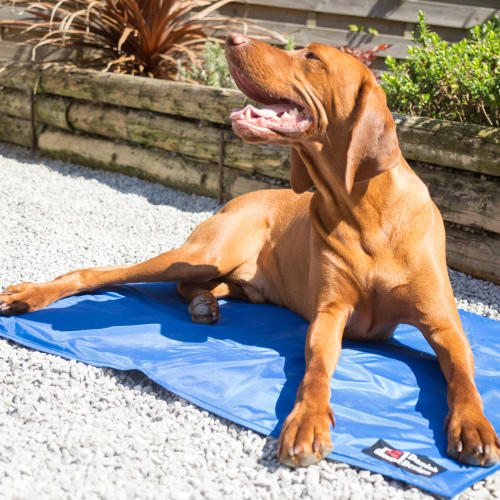 self cooling mat for dogs