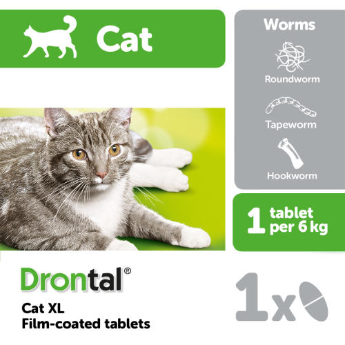 drontal cat