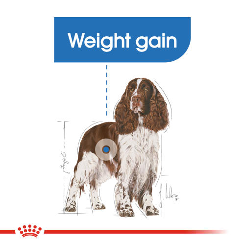 royal canin medium light weight care dry dog food from 163 17 royal canin dog food medium light weight care 13kg